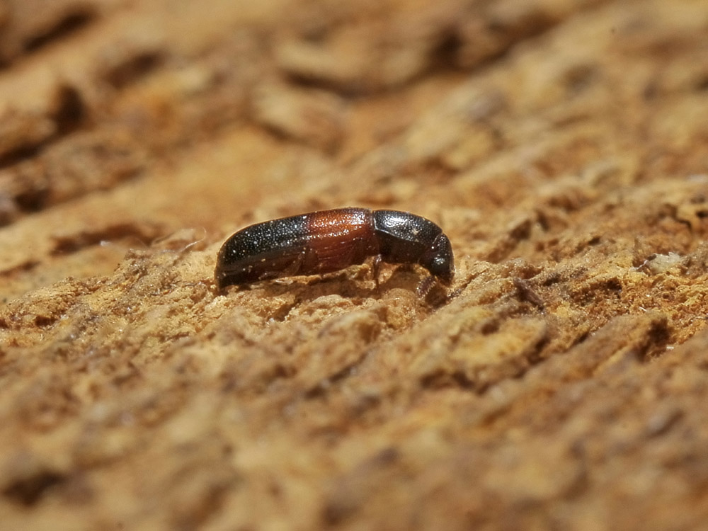 Corticeus cfr fasciatus (tenebrionidae)